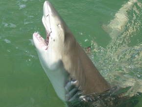 Shark
