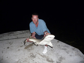 Shark2